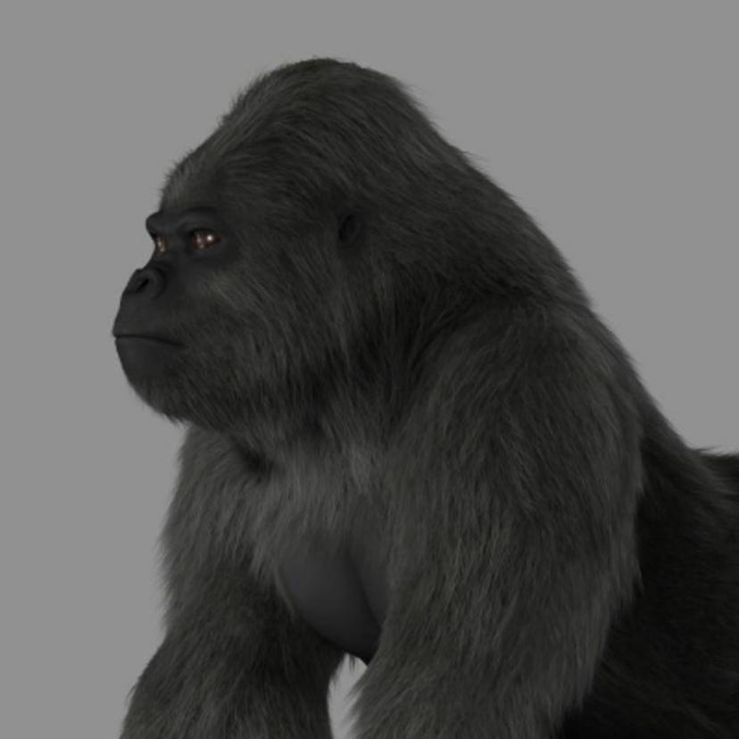 gorilla