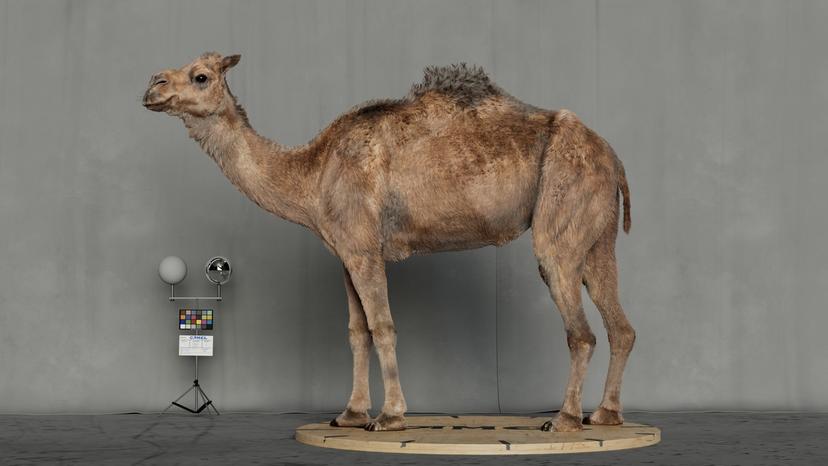 ARABIAN CAMEL