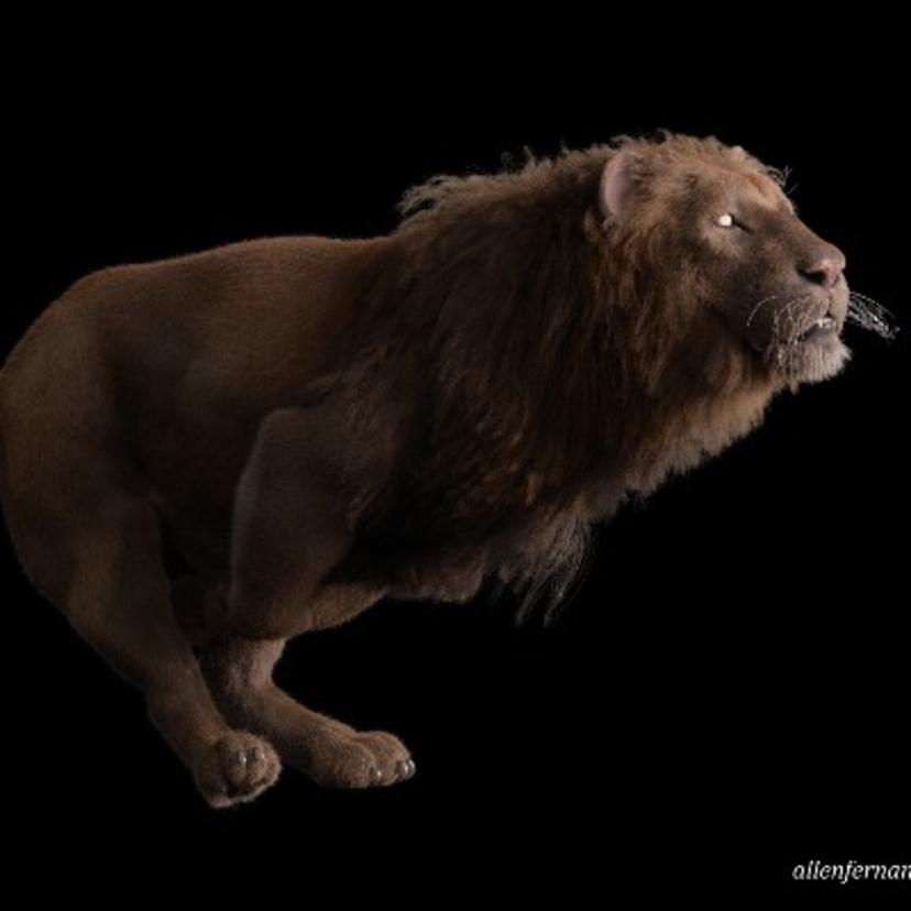 Lion Sim Test