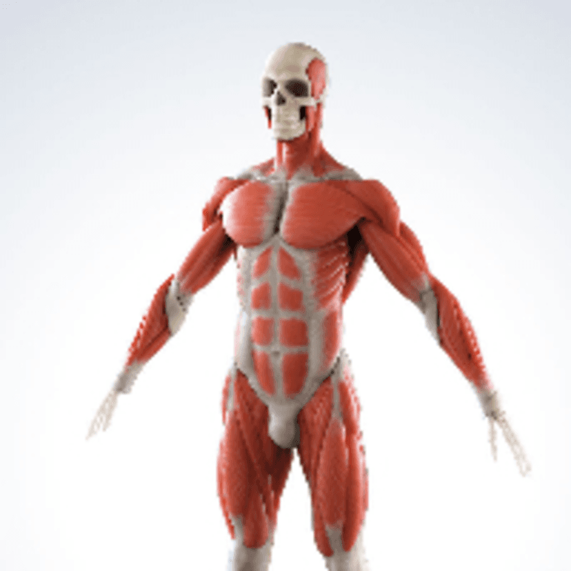 Anatomical 3D...