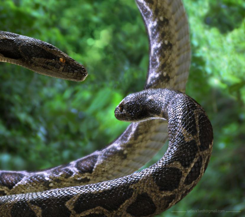 INDIAN PYTHON