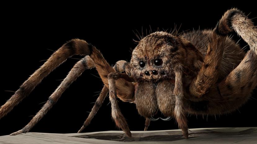 Wolf Spider