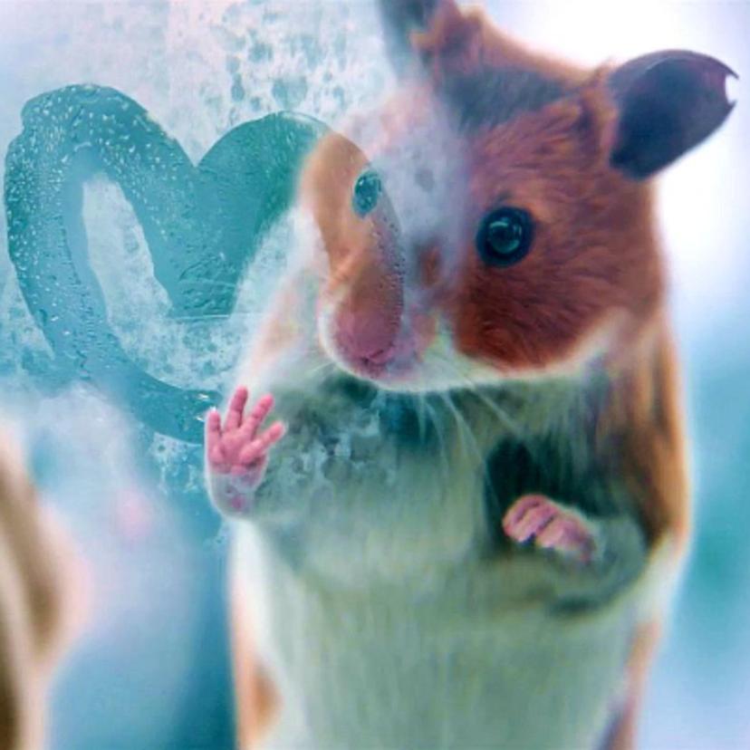 A Hamster Lov...