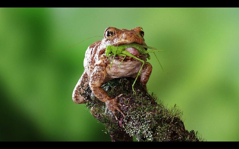 Frog by Peres