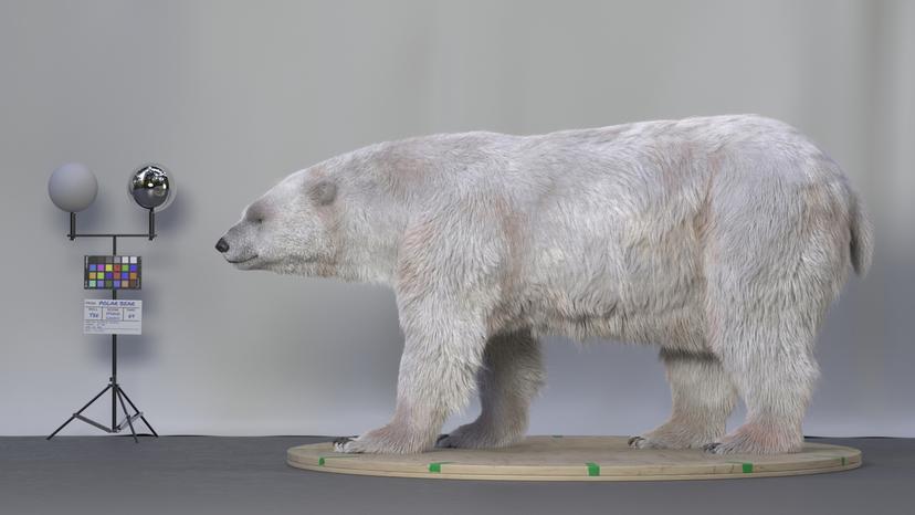 POLAR BEAR