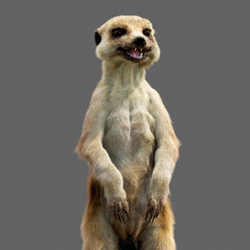 Meerkat Video...