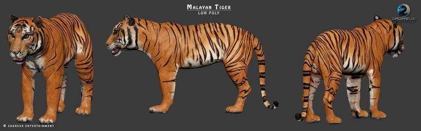 Malayan tiger...