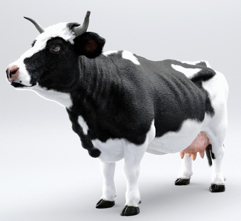 Holstein Cow ...