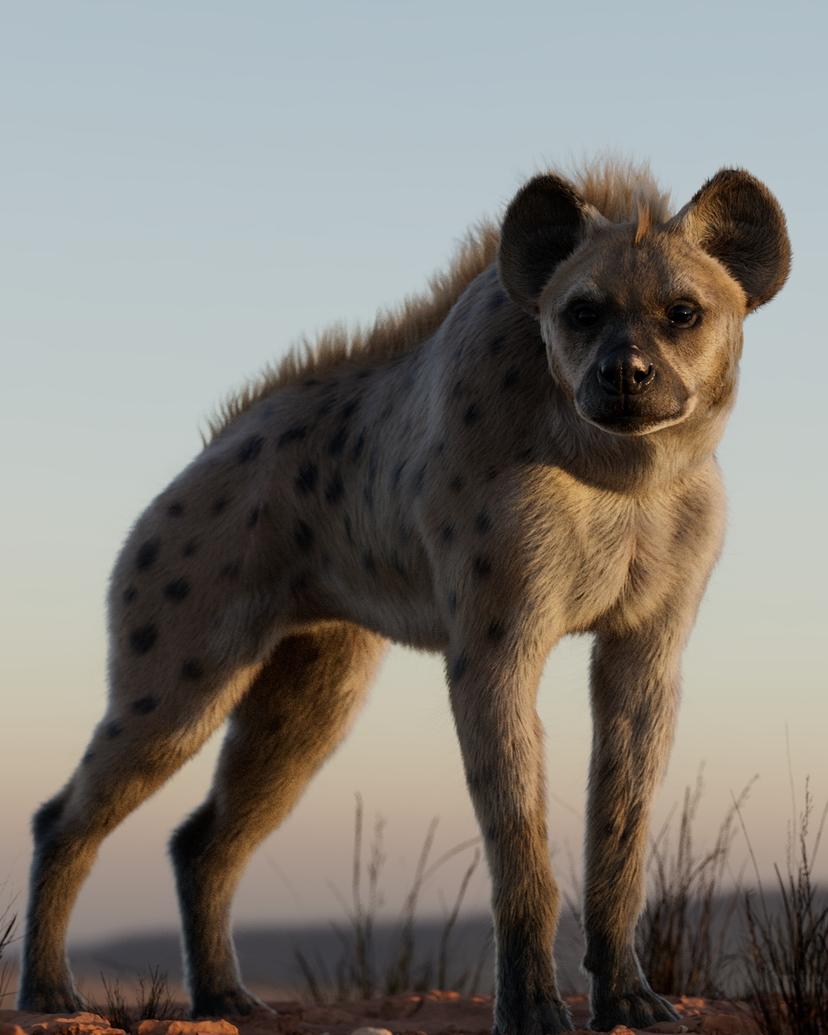 Spotted Hyena