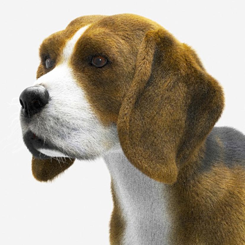 Beagle Dog St...