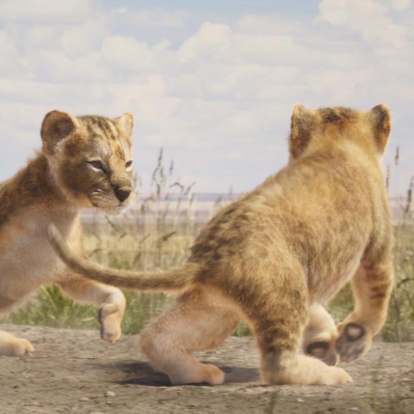 Lions Fight