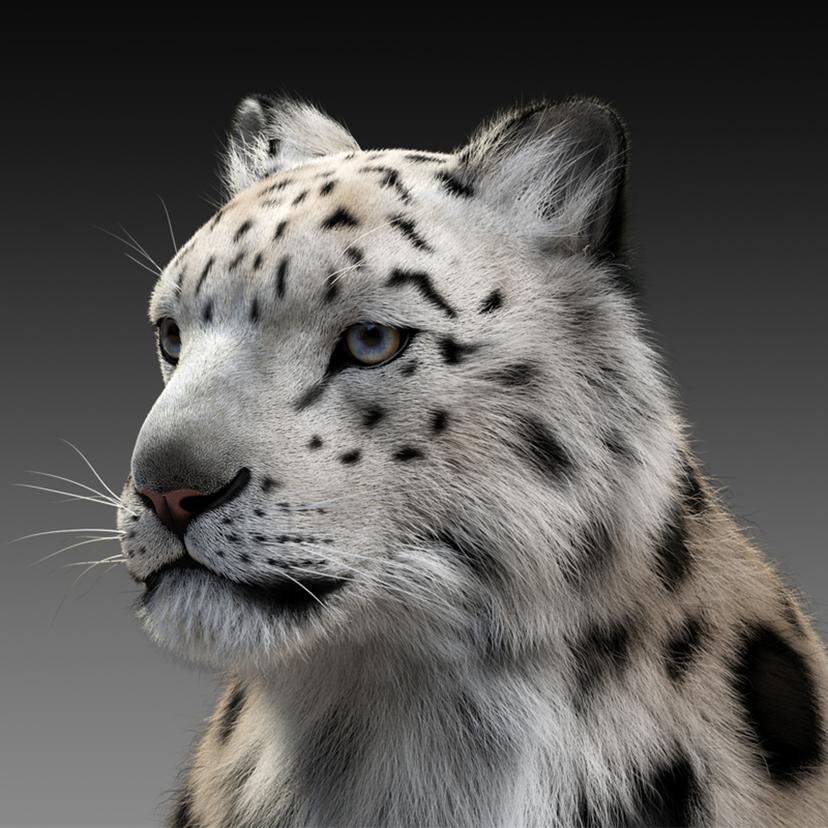 Snow Leopard