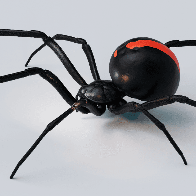 Black Widow S...