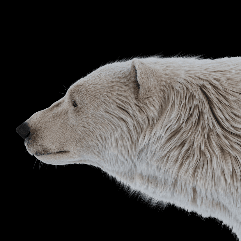 Polar Bear