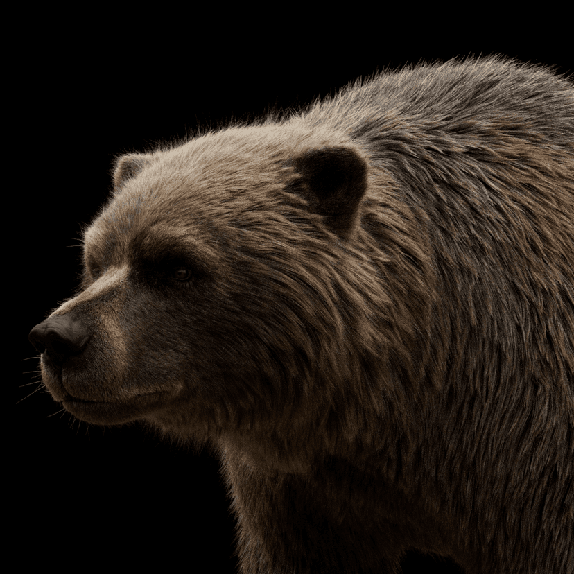 Brown Bear