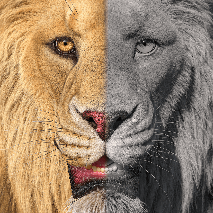 Lion Anatomy, Groom & Look Development